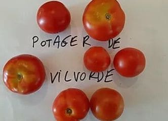 Afbeelding oogstperiode TOMAAT, Potager de Vilvorde